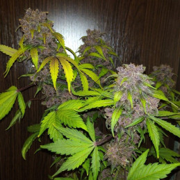 Purple Bud Automatic