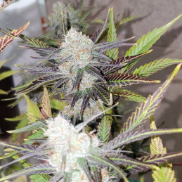 Afghan Kush x White Widow