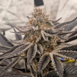 Sugar Mango Ryder Auto