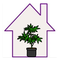 Indoor-Hanfsamen für den Innenbereich - BestCannabisSeeds