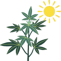 Outdoor-Hanfsamen für den Außenbereich