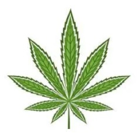 Sativa Hanfsamen - BestCannabisSeeds.at
