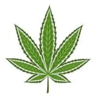 Hybride Hanfsamen - BestCannabisSeeds.at