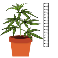 Niedrige Hanfsorten - BestCannabisSeeds.at