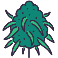 Duże plony - BestCannabisSeeds.pl