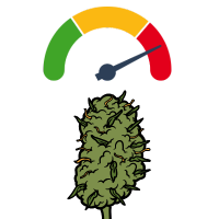 Stärkste Cannabissorten | BestCannabisSeeds.at