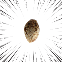 Schnell blühende Hanfsamen | BestCannabisSeeds.at