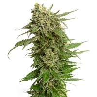 Entdecke die Historie und das Vermächtnis der Cannabis-Sorte Haze