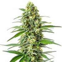 Afghan – legendäre Cannabissorten, entwickelt für entspannte Momente