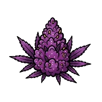 Lila Cannabissorten-Samen | BestCannabisSeeds.at