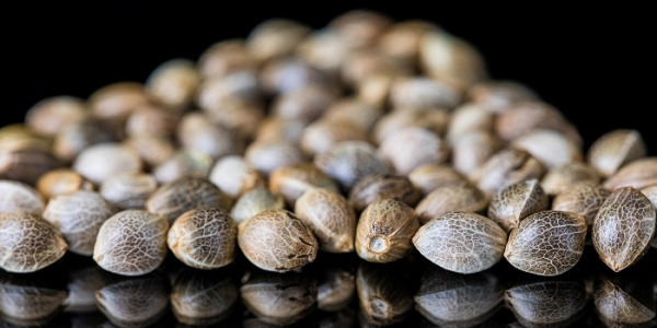 Welche Cannabissamen soll man wählen?