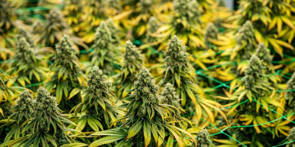 Welche automatischen Cannabissorten wählen?