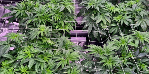 Was ist das SOG- und ScrOG-Training für Cannabis?