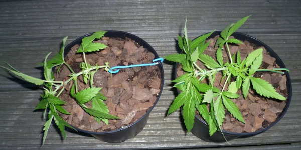 Was ist das LST-Training von Cannabis?