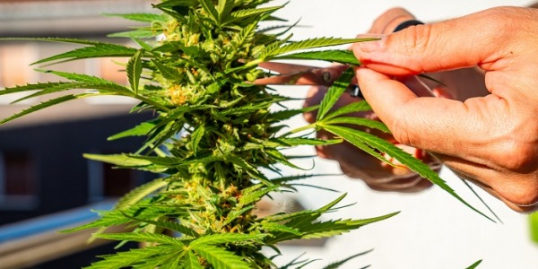 Wann sollen die Erträge von Cannabis-Pflanzen geerntet werden?