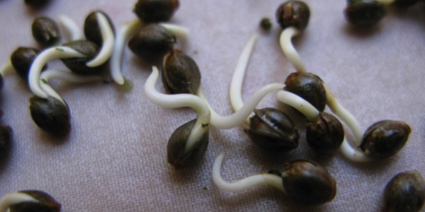 Keimung von Cannabissamen - Leitfaden