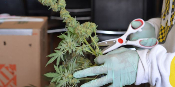 Wann man Cannabis erntet, um hohe Erträge zu erzielen?