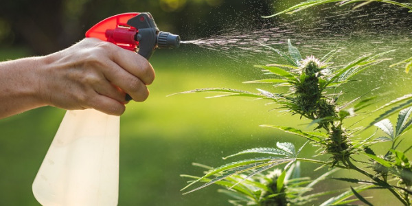 Die besten Düngemittel für Cannabis